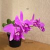 Laelia sincorana